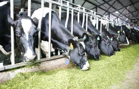 北斗品牌設(shè)計(jì)與澳士蘭達(dá)成奶吧店面設(shè)計(jì)合作 北斗品牌設(shè)計(jì)與澳士蘭達(dá)成奶吧店面設(shè)計(jì)合作