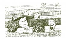 農產品包裝設計中的兩種類型