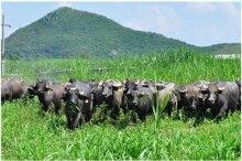 北斗設(shè)計(jì)與親牛乳業(yè)達(dá)成品牌設(shè)計(jì)合作 北斗設(shè)計(jì)與親牛乳業(yè)達(dá)成品牌設(shè)計(jì)合作